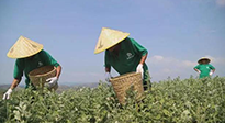 宛“艾”將熟！一株野草長成南陽百億產(chǎn)業(yè)帶 | 極刻