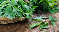 【行業(yè)資訊】南陽日報-成立保護創(chuàng)新基地 發(fā)展壯大艾草產(chǎn)業(yè)！