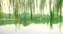 【養(yǎng)生知識】已入五九，六九將至，五九的養(yǎng)生秘訣，你知道嗎？