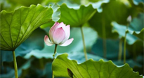 【三伏天養(yǎng)生】三伏天養(yǎng)生有六大禁忌，你知道嗎？記得分享給家人知道！