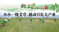 【行業(yè)資訊】向上，特色產(chǎn)業(yè)看河南：南陽艾區(qū)域品牌正在叫響！