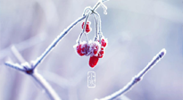 【小寒節(jié)氣】時處二三九，臘月梅花開！