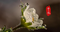 【二十四節(jié)氣灸】雨水節(jié)氣，扶陽、祛濕、調(diào)氣血，才是養(yǎng)生重點！艾灸，橫掃濕寒！