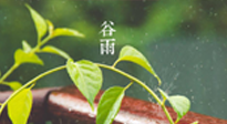【二十四節(jié)氣灸】谷雨節(jié)氣脾土濕，艾灸降濕濁，脾旺不受邪！