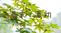 【艾灸養(yǎng)生】春末夏初：上熱下寒癥狀，補(bǔ)不如疏通淤堵，試試艾灸吧！