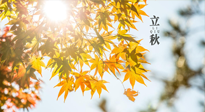 【節(jié)氣飲食】立秋將至，吃最合適的飲食，平穩(wěn)度過(guò)季節(jié)交替！