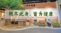 【艾草知識(shí)】小小艾草，渾身是寶，一生燃盡此身，皆為健康！
